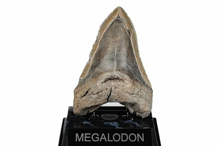 Bargain, 5.11" Fossil Megalodon Tooth - North Carolina